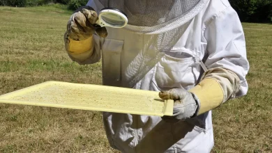 داروهای ضدآفات