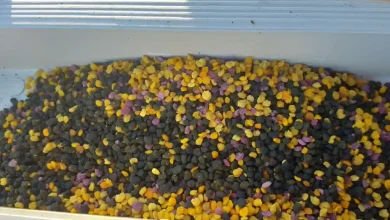 خریدگرده گل ناب