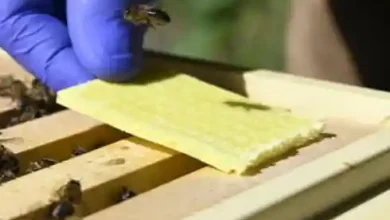 خرید انواع ضد کنه