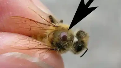 داروی مجاز زنبورداری