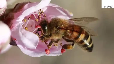 مکمل هانی بی هیلتی