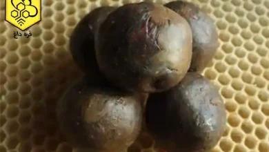 صادرات بره موم