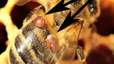 نوار کنه واروا زنبورعسل