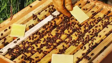 قیمت کنه کش واروآ