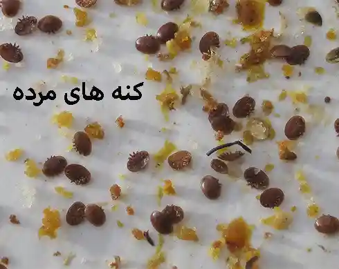 خرید ژل واراستاپ