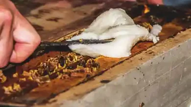 فروش خمیر شیرین زنبور