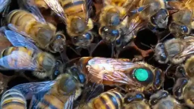 ماژیک ملکه زنبور عسل