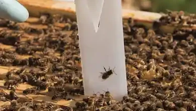 فلووالینات چیست؟