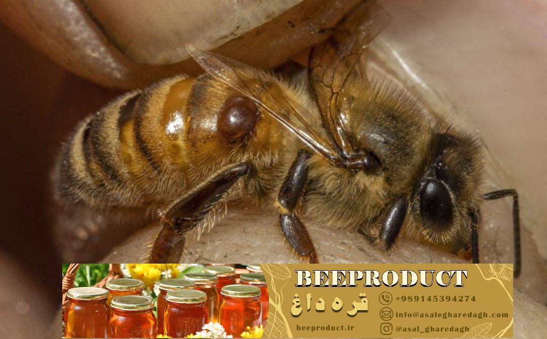 کاربردها و اهمیت تقویتی‌ها در بهبود سلامت و عملکرد زنبورهای عسل