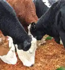 انواع تفاله خوراک دام