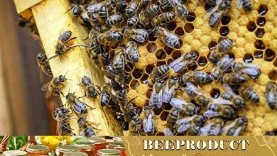 خوراک زنبور