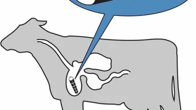 آهنربای دامی