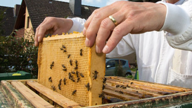 خرید انواع ضد کنه