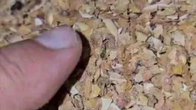 خرید سبوس پسته