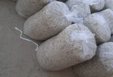 تفاله چغندر وکیوم