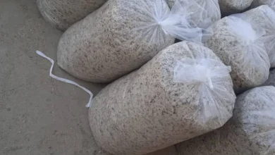 تفاله چغندر وکیوم