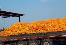 تفاله پرتقال