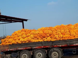 تفاله پرتقال