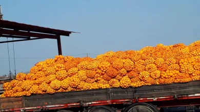 تفاله پرتقال