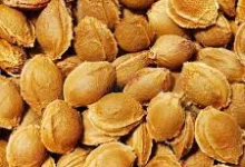 هسته زردآلو