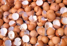 پوست تخممرغ