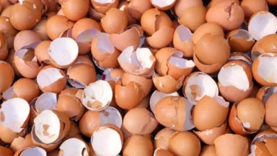 پوست تخممرغ