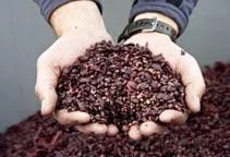 تفاله انگور