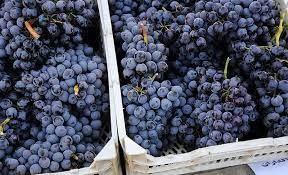 تفاله انگور