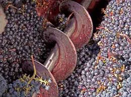 تفاله انگور