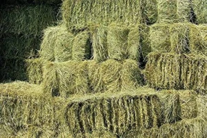 قیمت یونجه