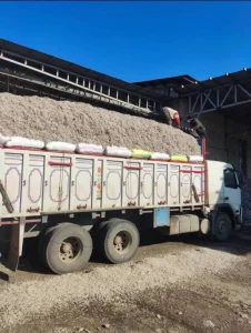 کنجاله پنبه