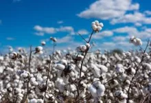 کنجاله پنبه