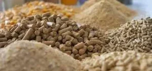 خوراک دام تخمیری