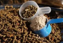 مکمل خوراک دام