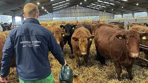 خوراک دام تخمیری