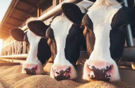 خوراک دام تخمیری