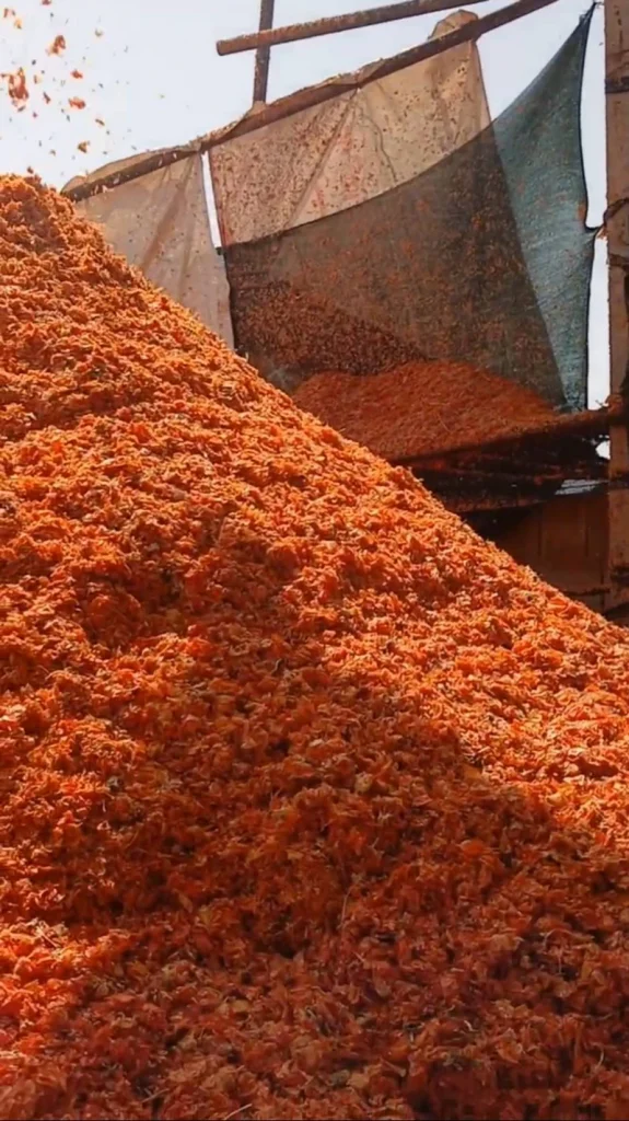 تفاله گوجه