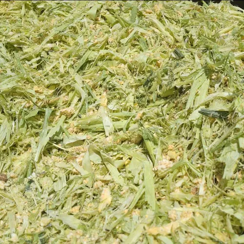 علوفه ذرت
