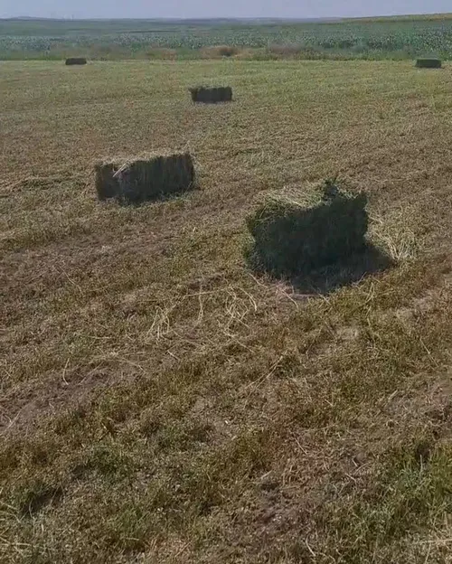 یونجه خشک