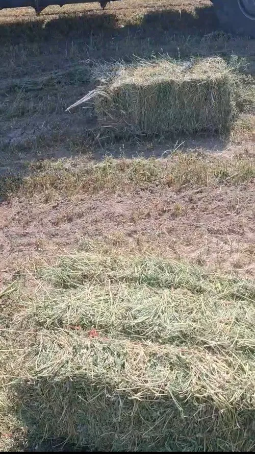 یونجه خشک