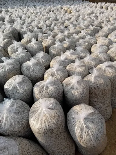 تفاله چغندر