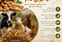 پوست بادام زمینی