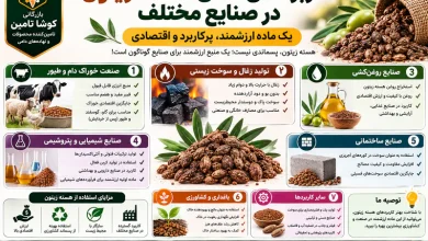 هسته زیتون