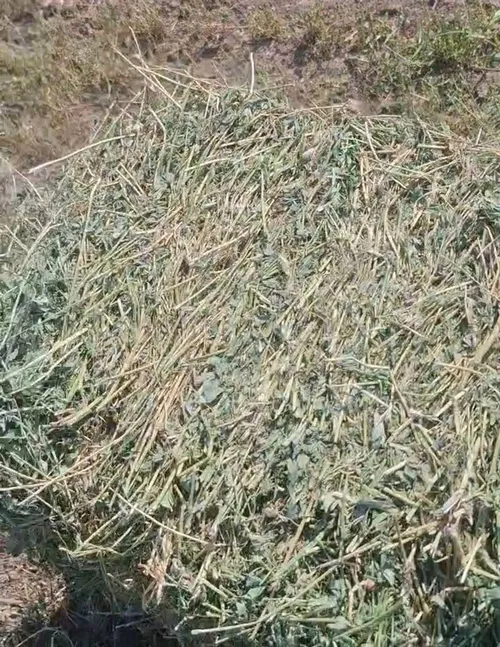 یونجه خشک