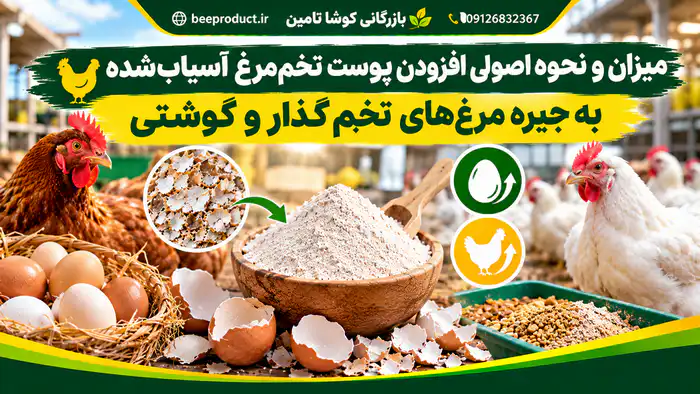 خرید پوست تخم مرغ